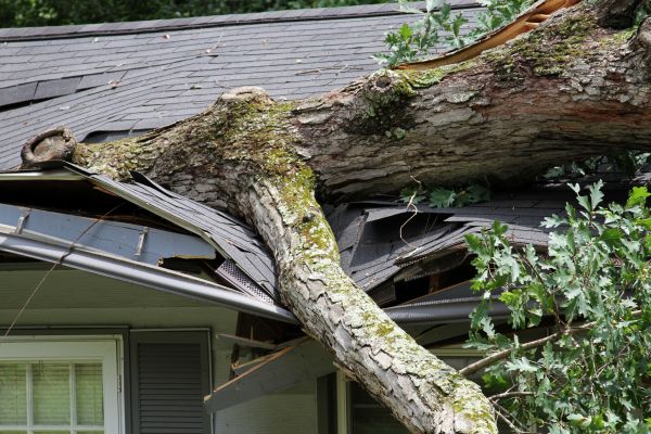 Storm Remediation in Johnson City